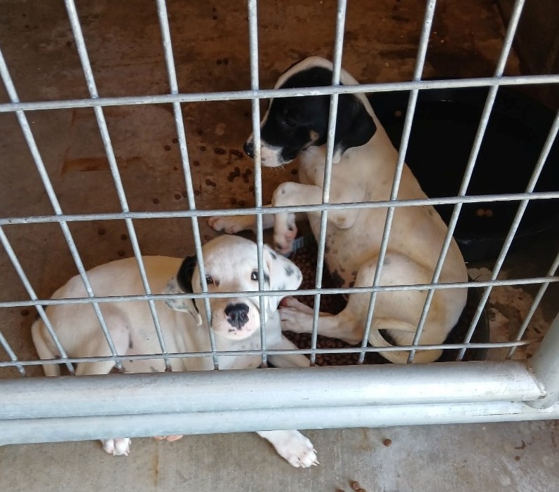Female Puppies