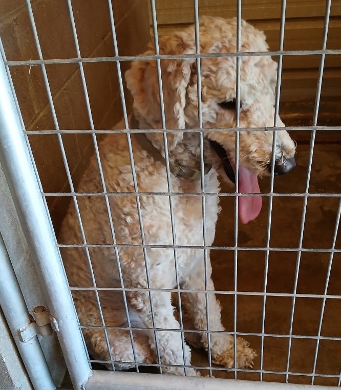 Dog picked up and unknown owner