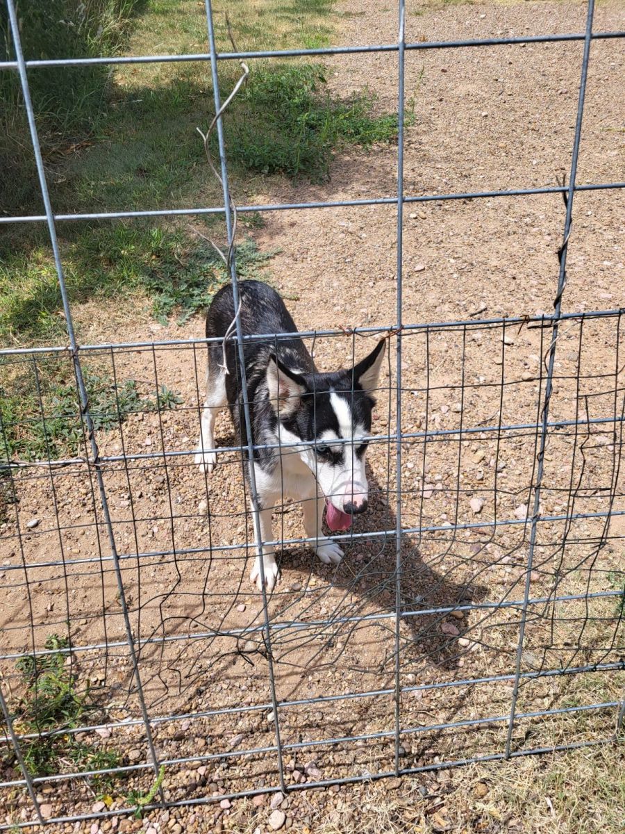 Husky 