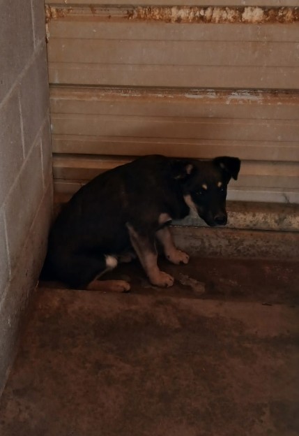 Wood Street, adoptable puppies